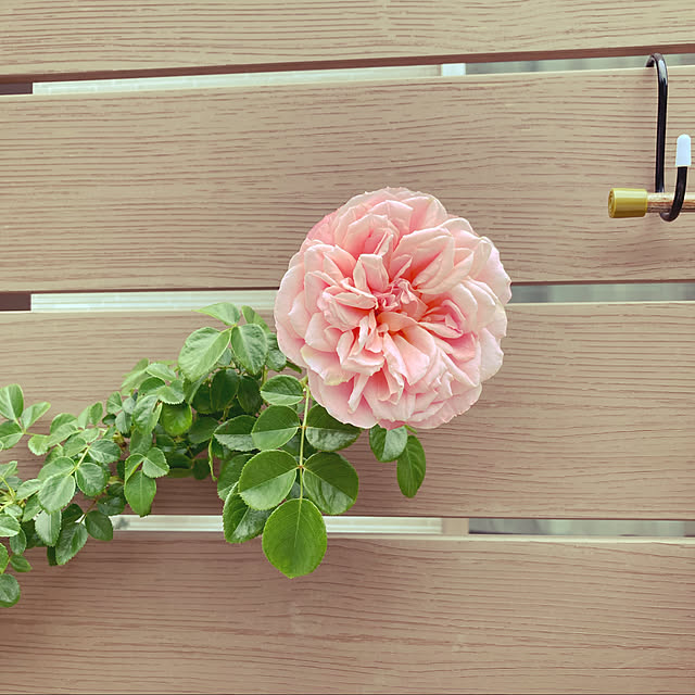 cosmos1002さんの実例写真