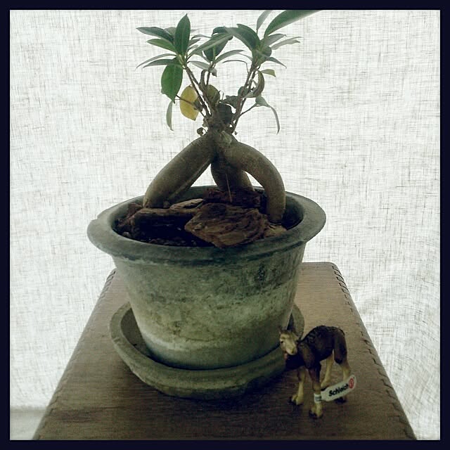 usukoさんの実例写真