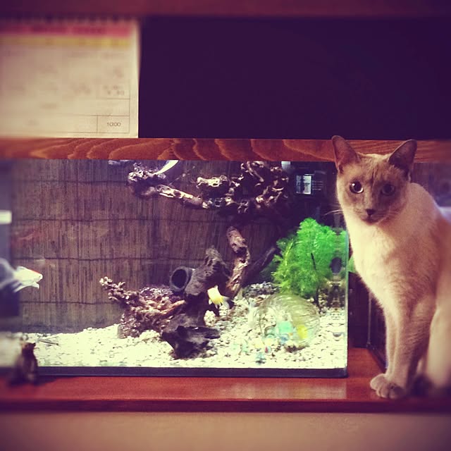 poiさんの実例写真