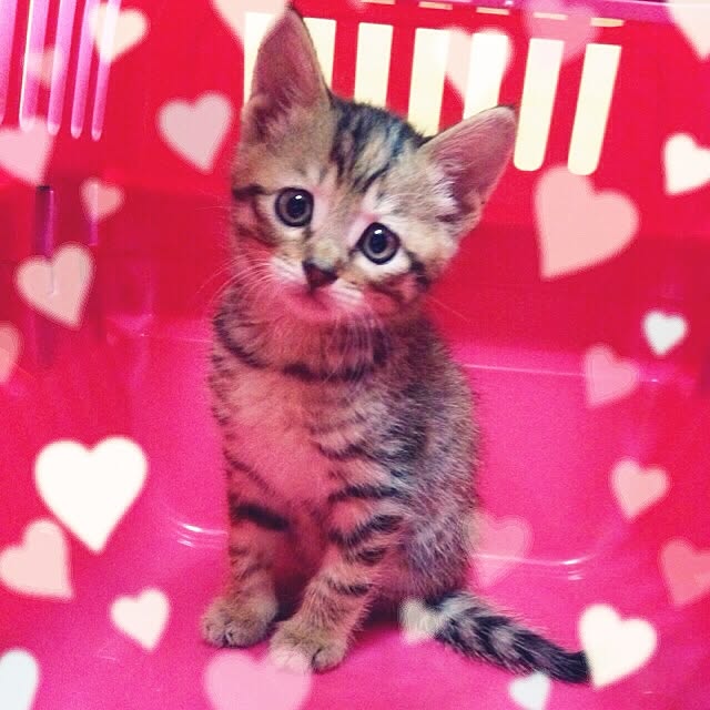 MASAさんの実例写真