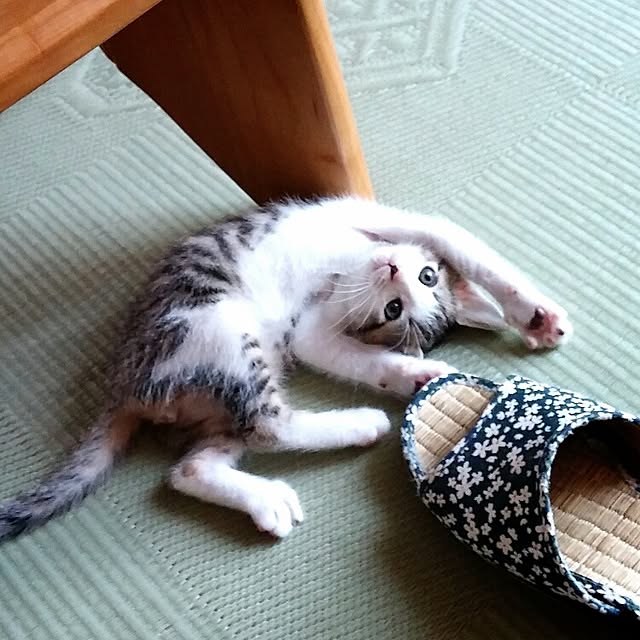 hashirieさんの実例写真