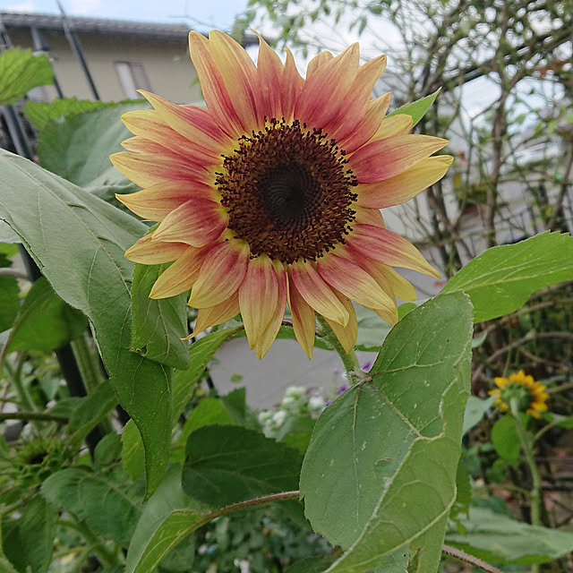 tomotomoさんの実例写真