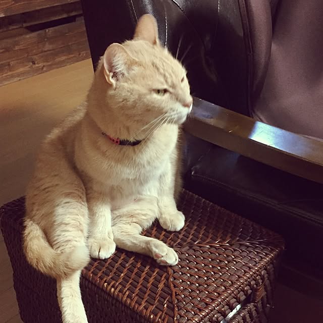 mikan161さんの実例写真