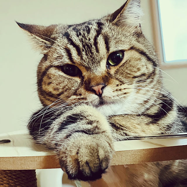 chiiさんのお部屋の写真