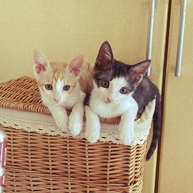 Ckさんの実例写真