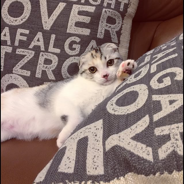 yokkochanさんの実例写真