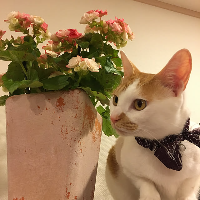 Gomaさんの実例写真