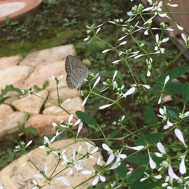 pikarunさんの実例写真