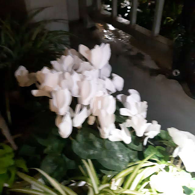 medakaさんの実例写真