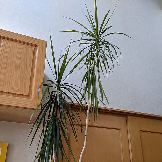 kouheiyuto24623takaさんの実例写真