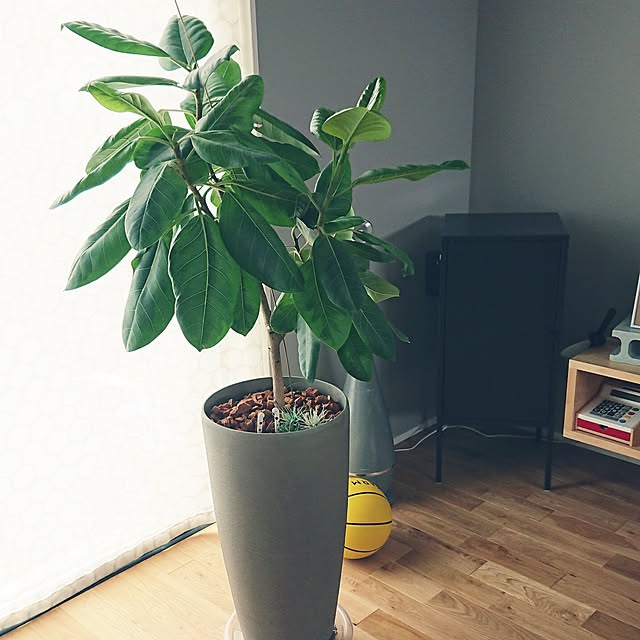igokochiさんの実例写真