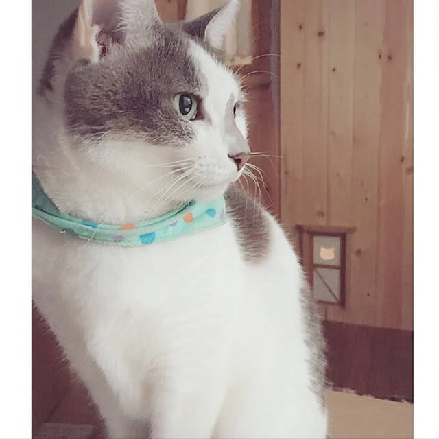 mintcatさんの実例写真