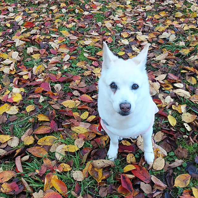 non.nonさんの実例写真