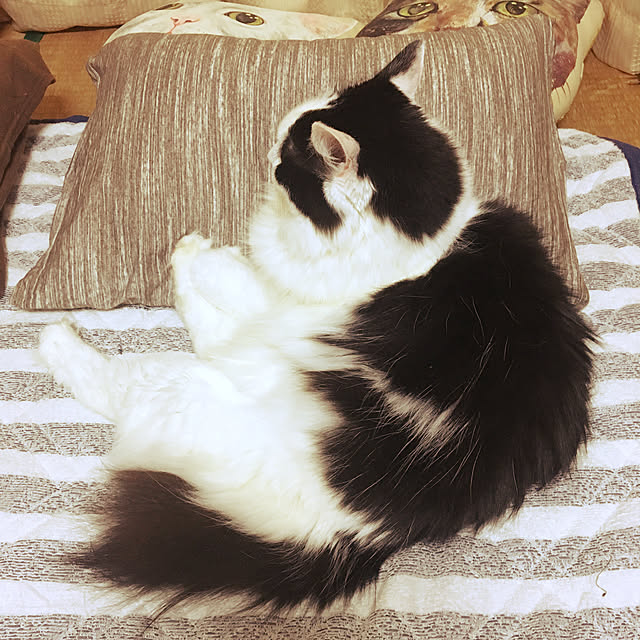 matatabi88さんの実例写真
