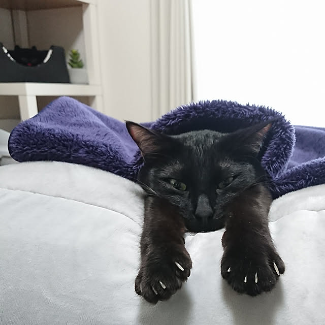 maikyさんの実例写真