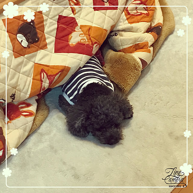 makkoさんの実例写真