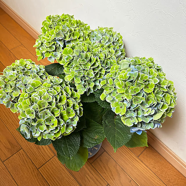 prelumoさんの部屋