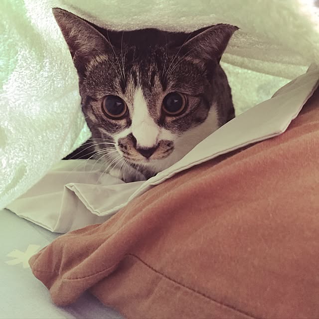 ベッド周り/猫のいる暮らしのインテリア実例 - 2016-08-22 21:40:33