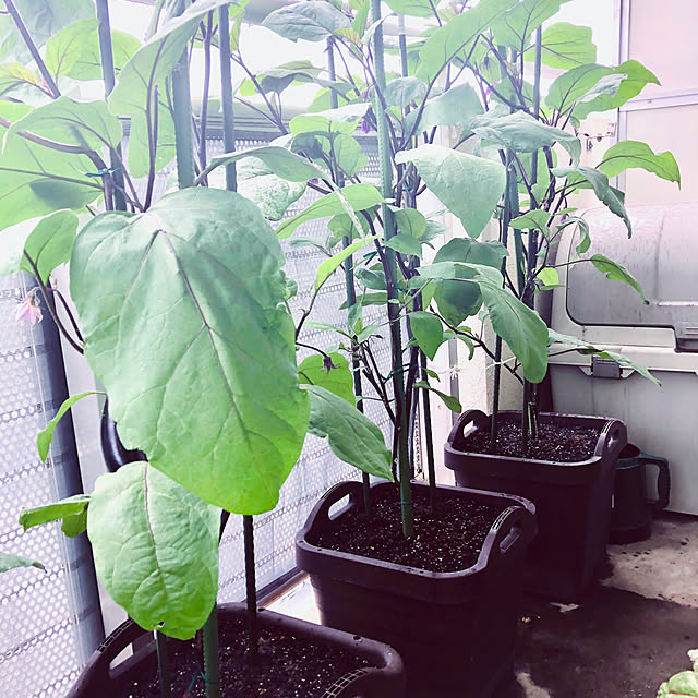 hanachanさんの部屋