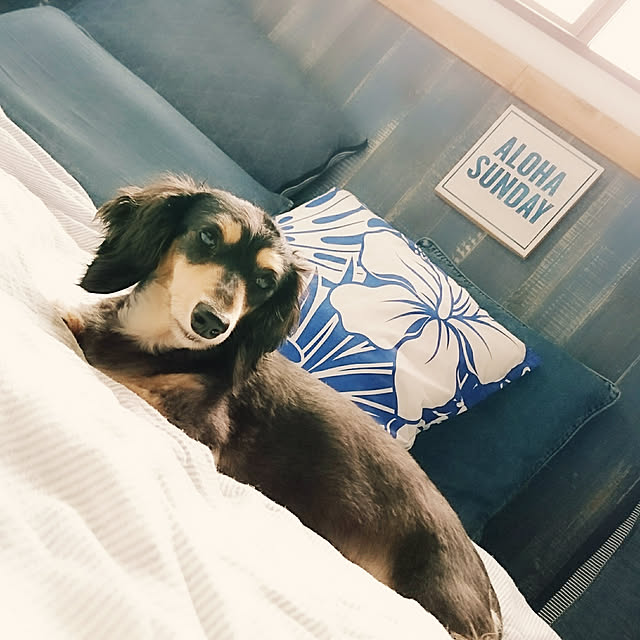 cocosorasakuさんの実例写真