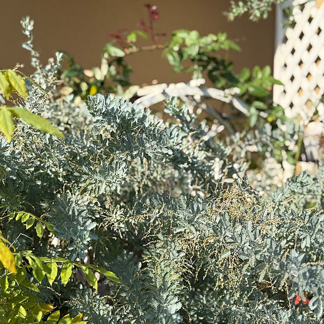 asako.10さんの実例写真