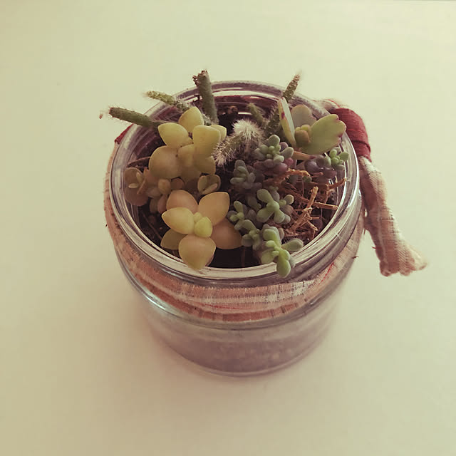 多肉植物/棚のインテリア実例 - 2019-11-24 12:22:14