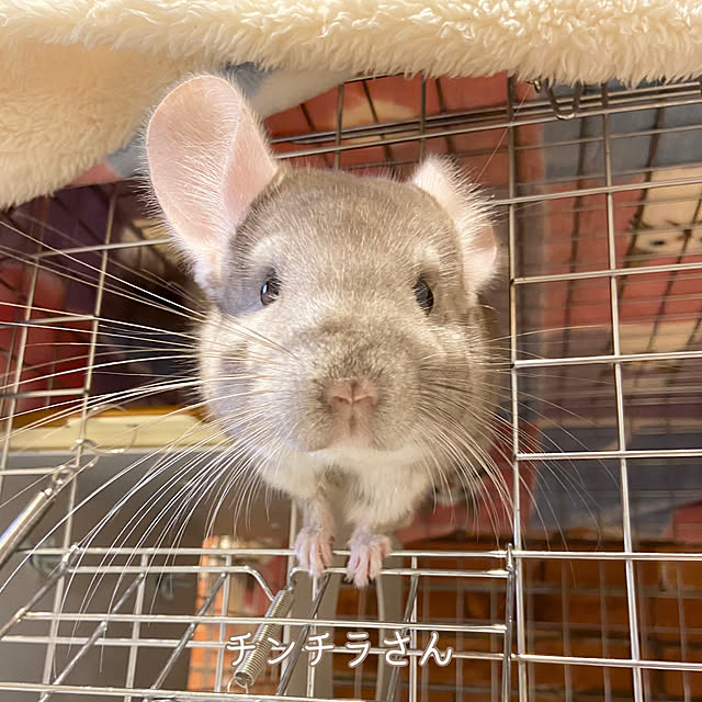 chokkinさんの実例写真