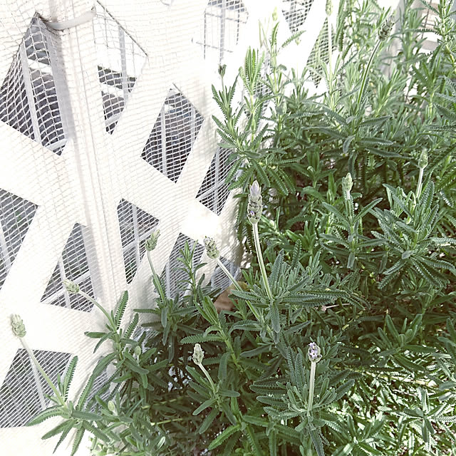 Bienvenueさんの実例写真