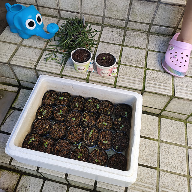 momomamaさんの実例写真