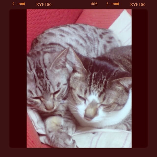 minaさんの実例写真