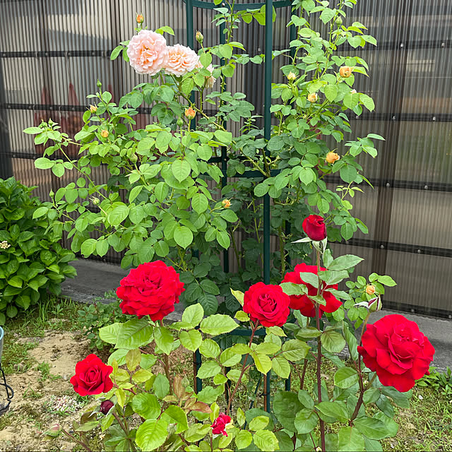 kakoさんの実例写真