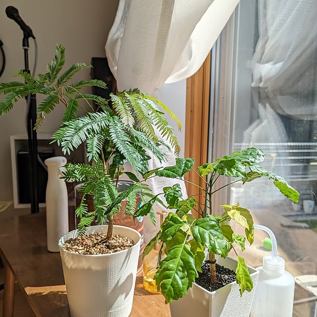 tomatopapaさんの部屋