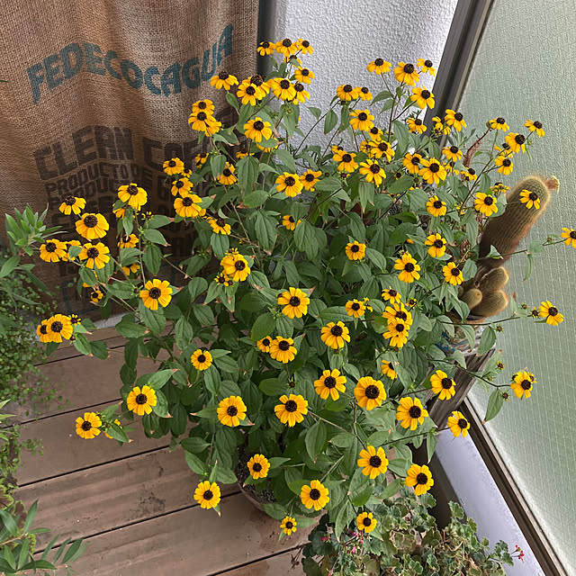 izumiさんの部屋