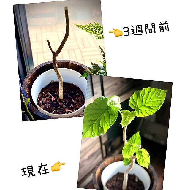 Mieさんの部屋