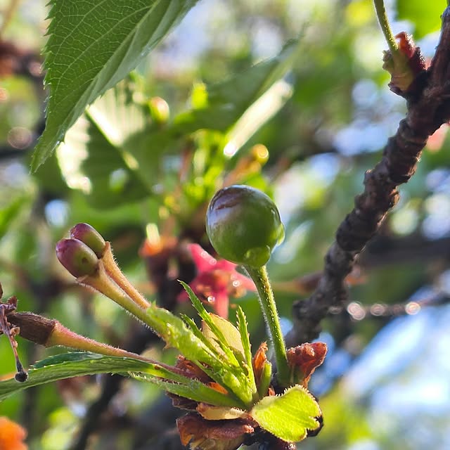 Rubiconさんの実例写真