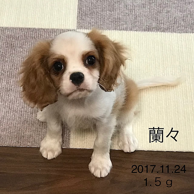 Ran.Happyさんの実例写真