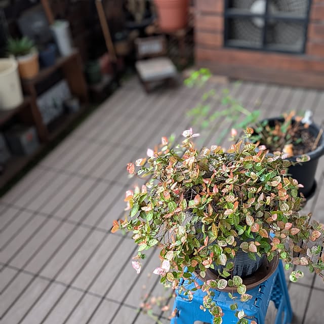 lovepeaceさんの部屋