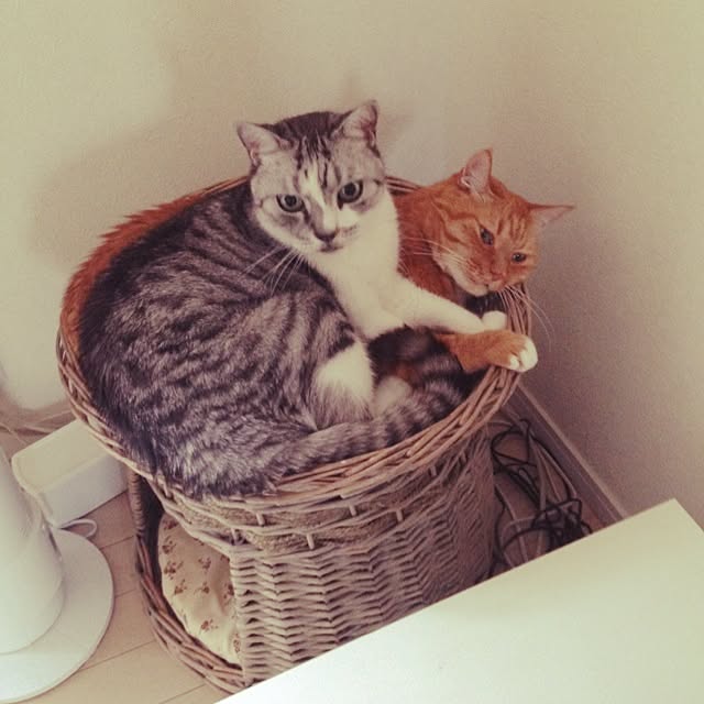 konekoさんの実例写真