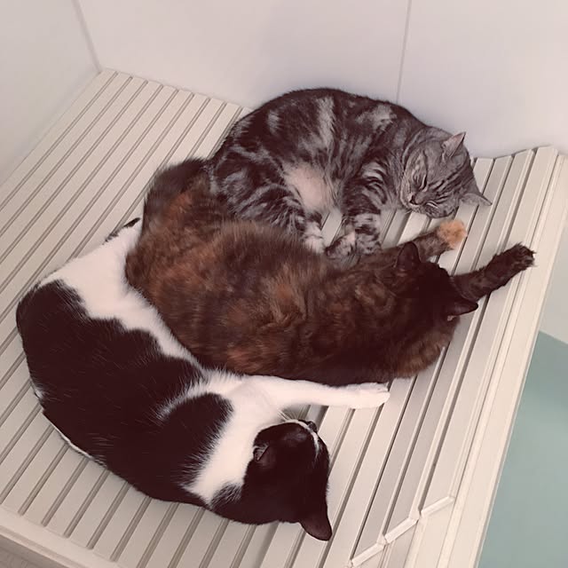 mikomaruさんの実例写真