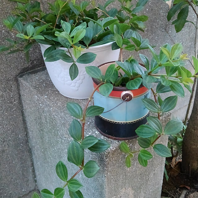 Renさんの実例写真