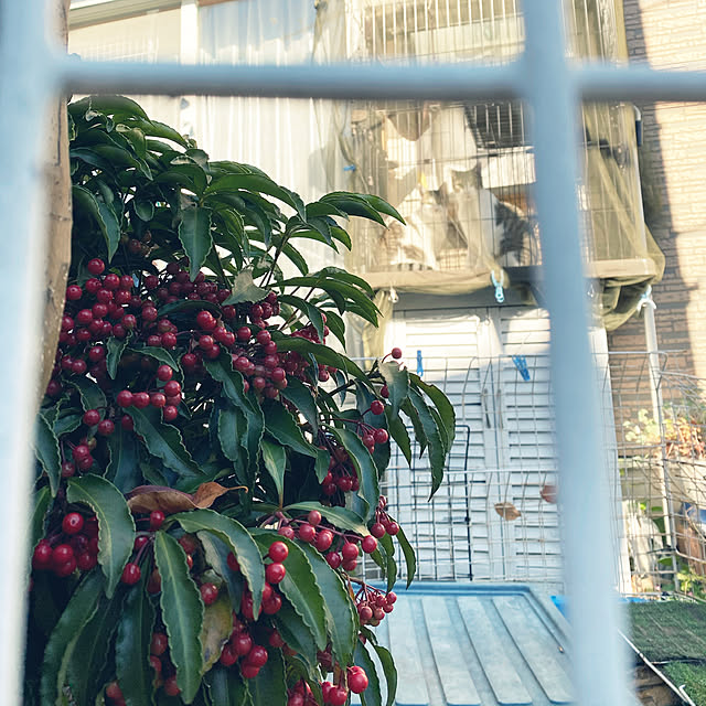 Lufuさんの実例写真