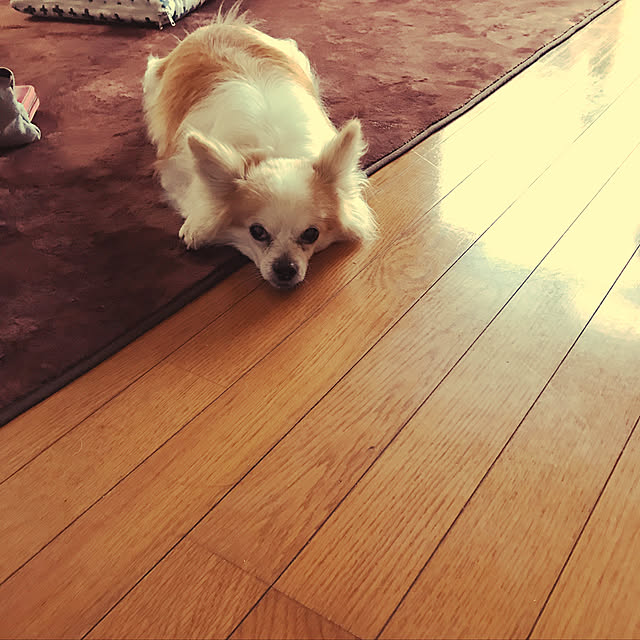 seroriさんの実例写真