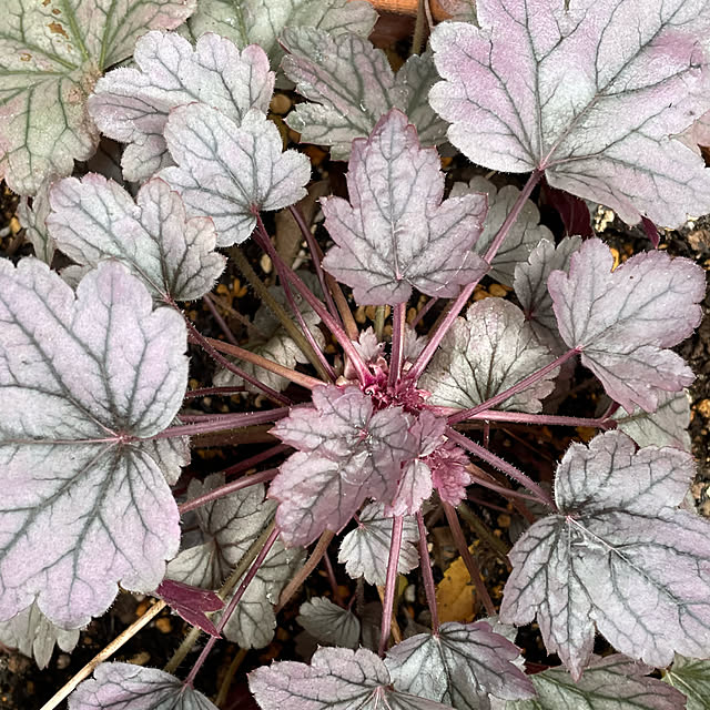 buchiさんの部屋