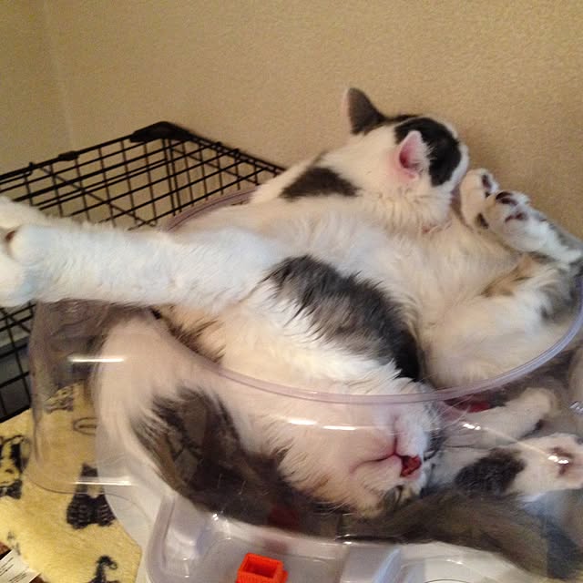 実例写真