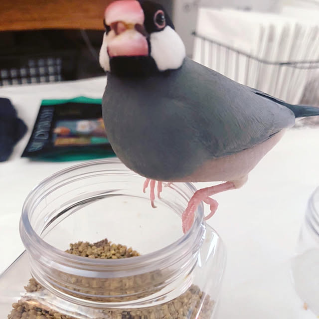 gussuriさんの実例写真