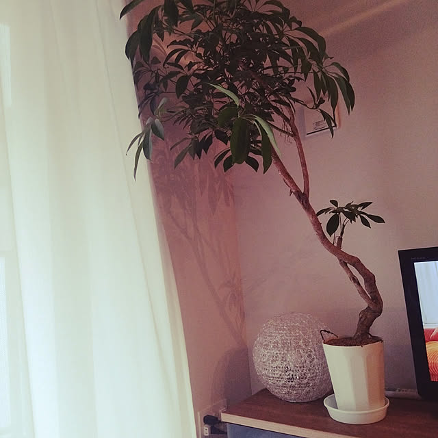 pyoin99さんの実例写真