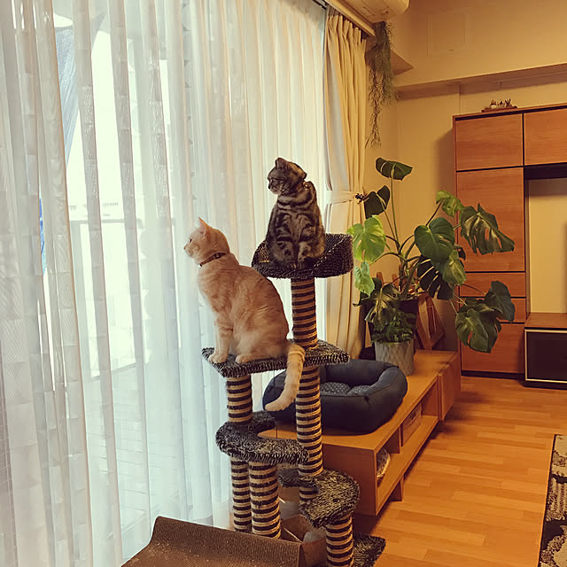 hiyupan88さんの実例写真