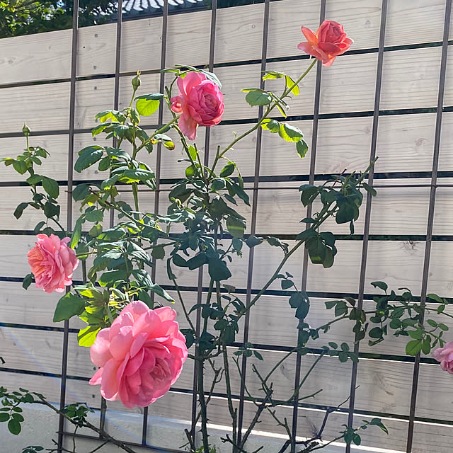 choさんの部屋