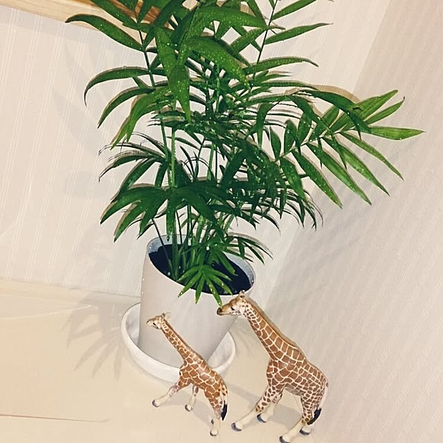 Nanaさんの実例写真
