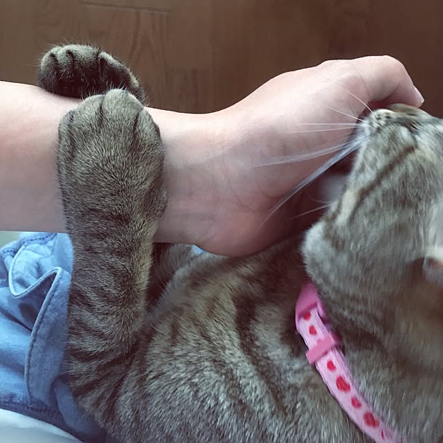 sayasさんの実例写真